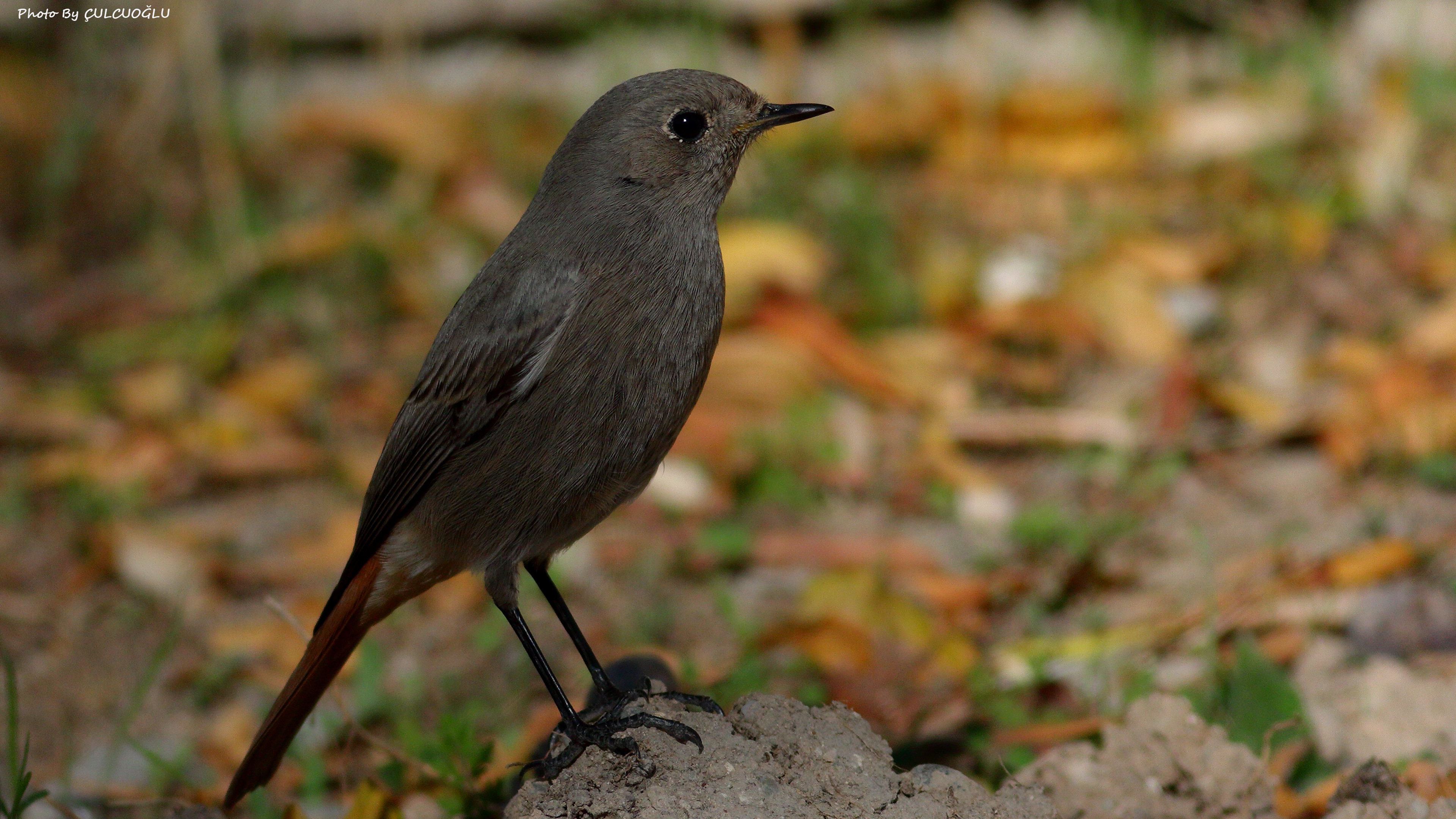 Black Redstart